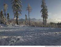background forest winter 0002